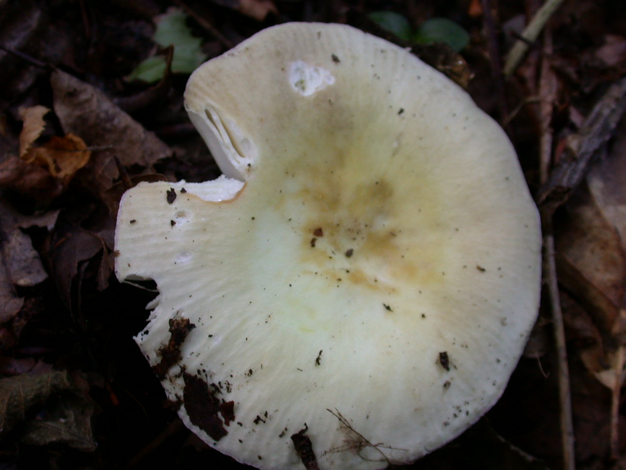 Russula violeipes ... var.citrina